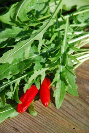 Organic Sylvetta Wild Arugula, Diplotaxis tenuifolia  .300 grams